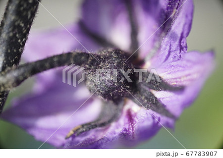 ナスの花の裏側 ナスの花の裏側 67783907