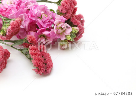 スターチスとストックの花束の写真素材