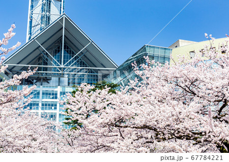 桜咲く富山市役所 67784221