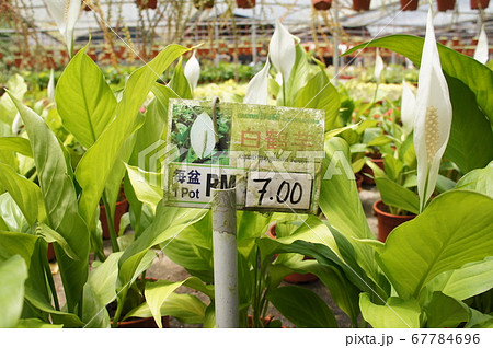 Spathiphyllum Kochii is native to tropical regions of the Americas and southeastern Asia. Certain species of Spathiphyllum are commonly known as spath or peace lilies. Planted in the plant nursery.  67784696