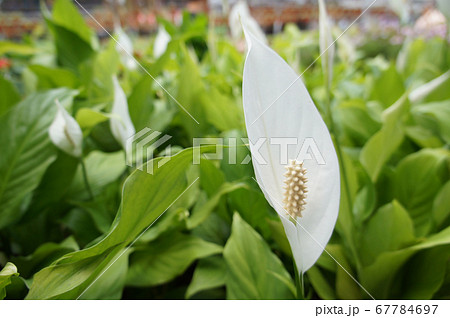 Spathiphyllum Kochii is native to tropical regions of the Americas and southeastern Asia. Certain species of Spathiphyllum are commonly known as spath or peace lilies. Planted in the plant nursery. Spathiphyllum Kochii is native to tropical regions of the Americas and southeastern Asia. Certain species of Spathiphyllum are commonly known as spath or peace lilies. Planted in the plant nursery. 67784697