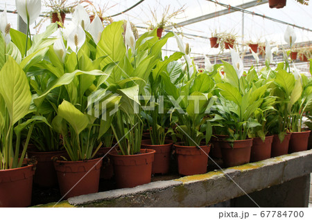Spathiphyllum Kochii is native to tropical regions of the Americas and southeastern Asia. Certain species of Spathiphyllum are commonly known as spath or peace lilies. Planted in the plant nursery.  67784700