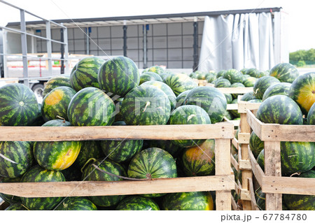 Watermelons Truck Trailer Watermelons Truck Trailer 67784780