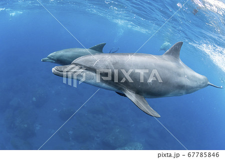 ミナミハンドウイルカ 67785846