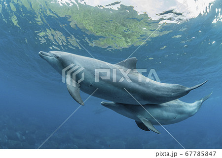 ミナミハンドウイルカ 67785847
