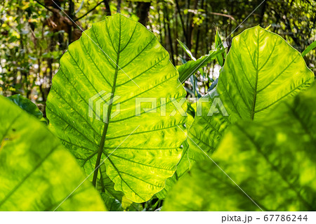 green alocasia odora leaf 67786244