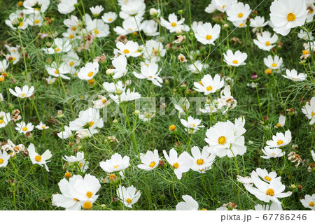 white cosmos flowers farm 67786246