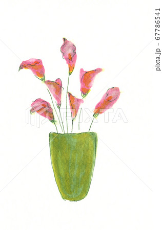 花瓶とカラーの花の手描きイラストのイラスト素材