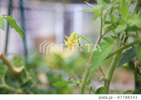 トマトの花 67786543