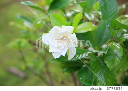 クチナシの花 67786544