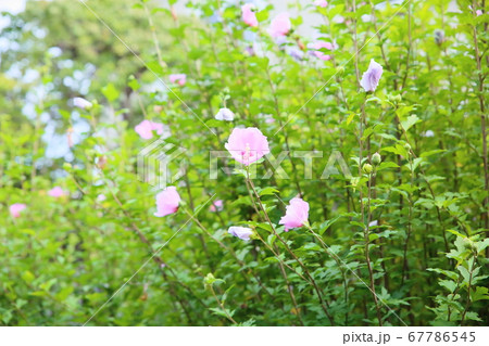 ムクゲの花 67786545