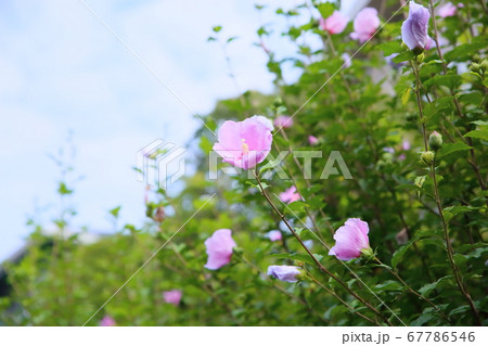 ムクゲの花 67786546