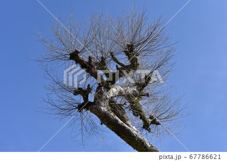 冬木 冬木 67786621