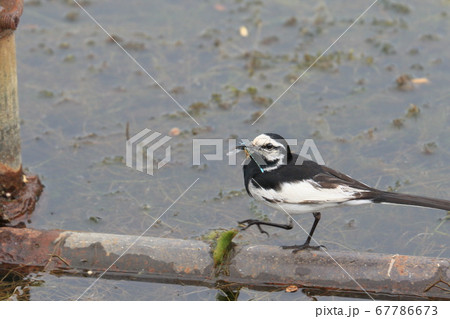 エサをとらえたハクセキレイ エサをとらえたハクセキレイ 67786673