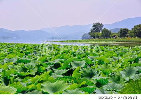 ヤンスリ 湖 八堂湖 67786831