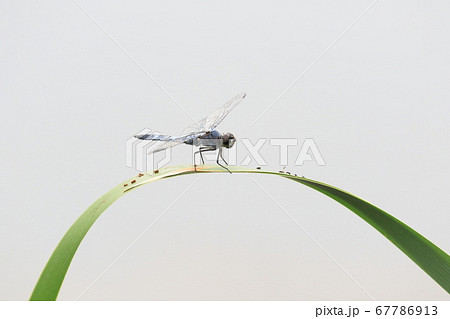 葉の上で羽を休めるトンボ　シオカラトンボ 67786913
