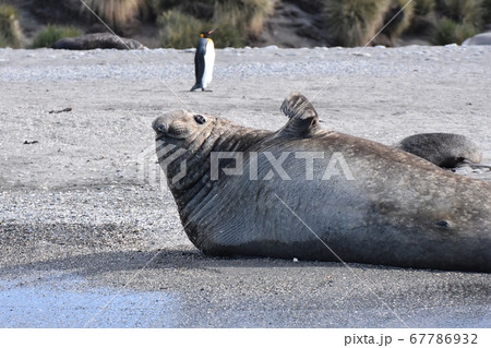 ミナミゾウアザラシ(サウスジョージア島) ミナミゾウアザラシ(サウスジョージア島) 67786932