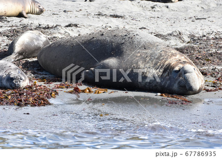 ミナミゾウアザラシ(サウスジョージア島) ミナミゾウアザラシ(サウスジョージア島) 67786935