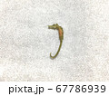タツノオトシゴ 67786939