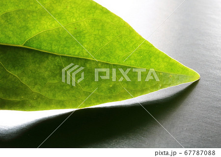 ヒハツの葉 ヒハツの葉 67787088