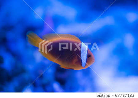 水族館は楽しい 67787132