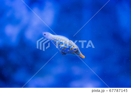 水族館は楽しい 67787145