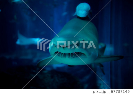 水族館は楽しい 水族館は楽しい 67787149