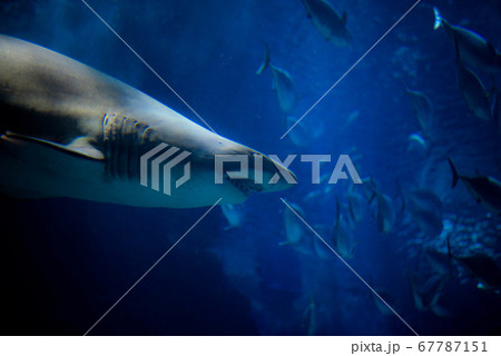 水族館は楽しい 67787151