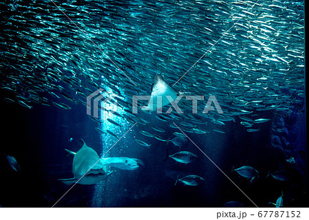 水族館は楽しいの写真素材