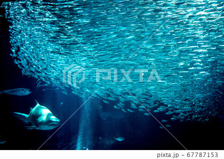 水族館は楽しいの写真素材