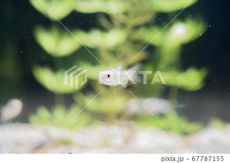 水族館は楽しい 67787155