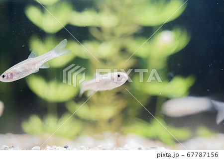 水族館は楽しい 水族館は楽しい 67787156