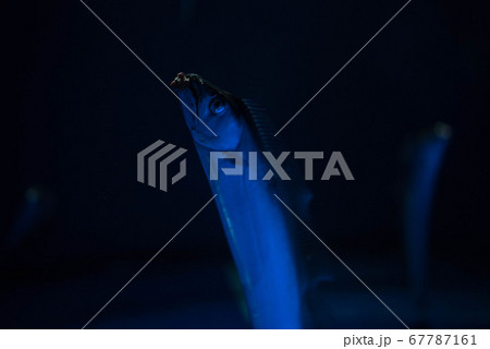 水族館は楽しい 水族館は楽しい 67787161