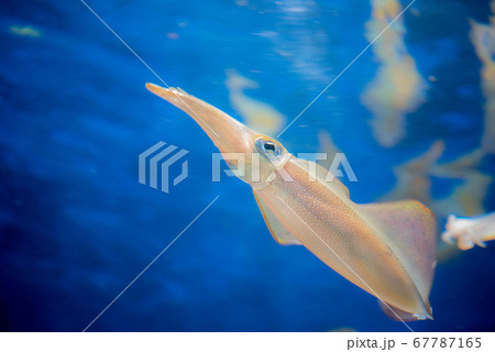 水族館は楽しい 水族館は楽しい 67787165