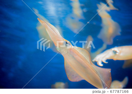 水族館は楽しい 67787166