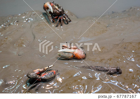 水族館は楽しい 水族館は楽しい 67787167