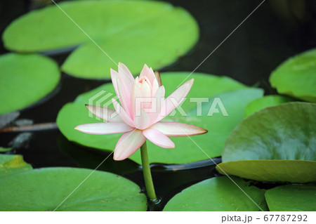 睡蓮の花 睡蓮の花 67787292