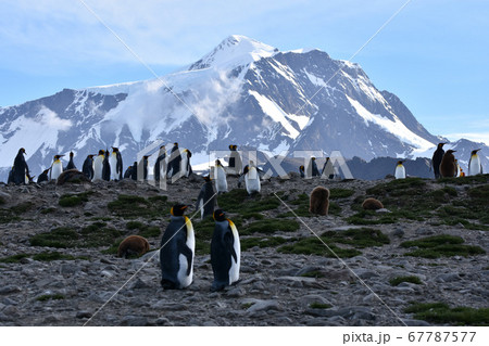 サウスジョージア島の景色 67787577