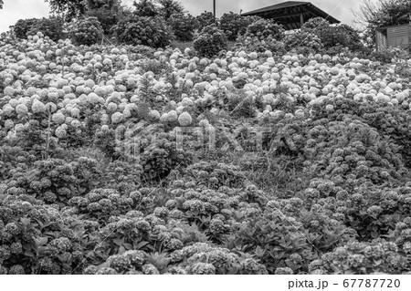 【セピア】かざはやの里　あじさいまつり 67787720