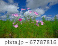 京都府亀岡のコスモス園 67787816