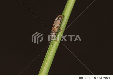 生き物　昆虫　ホソコバネナガカメムシ、五ミリ前後で胴長に見えるカメムシ。名前の通り翅が小さい 67787904