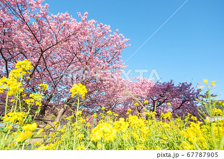 河津桜と菜の花：河津桜まつりにて 67787905