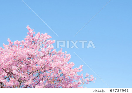 河津桜:河津桜まつりにて (ソフトフォーカス) 河津桜:河津桜まつりにて (ソフトフォーカス) 67787941