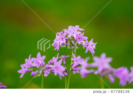 ハナニラ ハナニラ 67788136