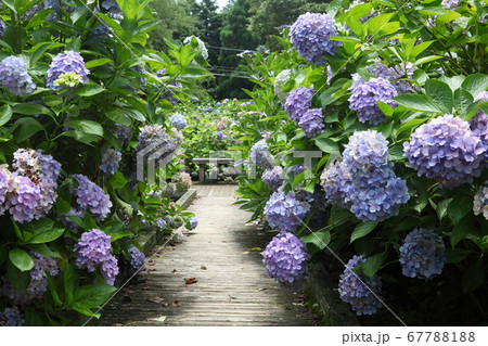 舞鶴自然文化公園のアジサイの写真素材 6771