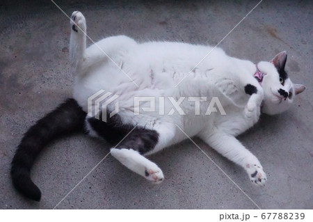 仰向けで腹を見せて眠る私の猫（メス）の写真素材 [67788239] - PIXTA