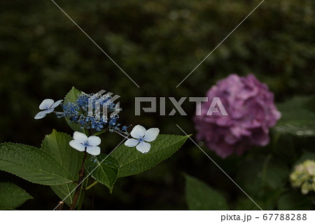 紫陽花 紫陽花 67788288