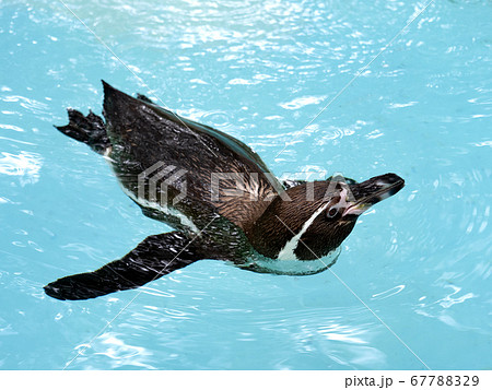泳ぐフンボルトペンギン 67788329