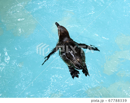 泳ぐフンボルトペンギン 67788339