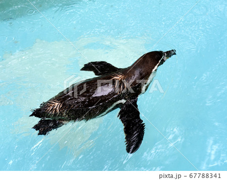 泳ぐフンボルトペンギン 泳ぐフンボルトペンギン 67788341